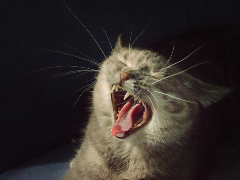 Чому кішка кричить уночі