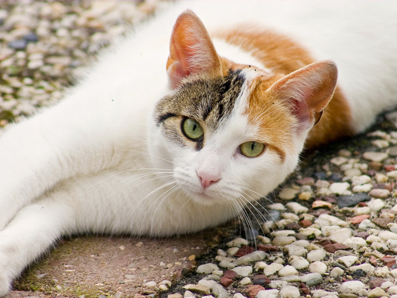 Причини та методи усунення пожовтіння вовни у котів